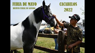 Feria de Mayo 2022  Mercado de ganado