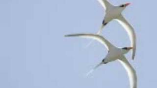 Alice Russell &amp; Quantics Soul Orchestra - Feeling Good