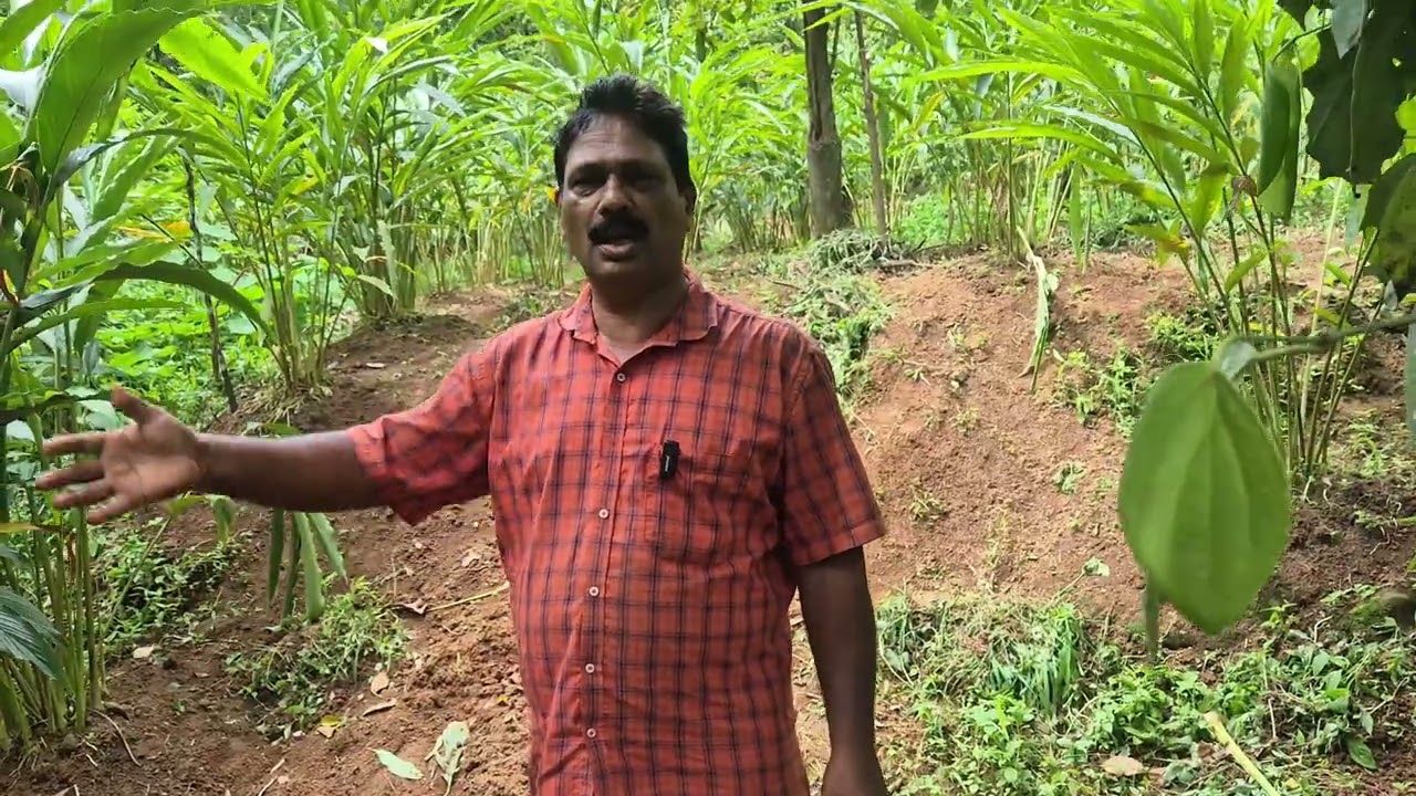 ബൊമ്മി ഏലം നല്ലതാണോ ?   |  Is Bommi cardamom good?