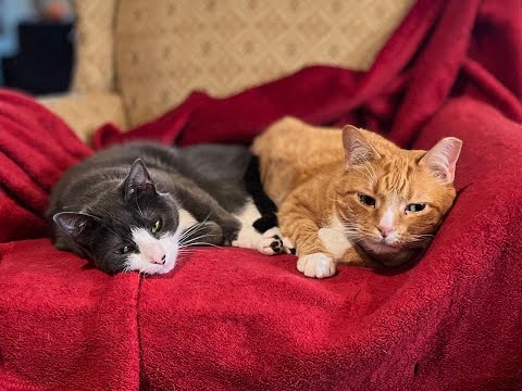 Episode 3017 CWSA 11/13/25