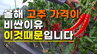 고추밭 이것때문에 농사 가 점점힘들어집니다 고추재배 고추농사