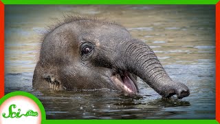 Basically Every Mammal Is Good at Swimming... Except Us