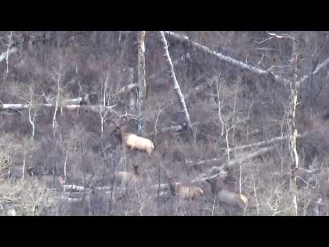 Tanya's Elk with the 6.5 PRC