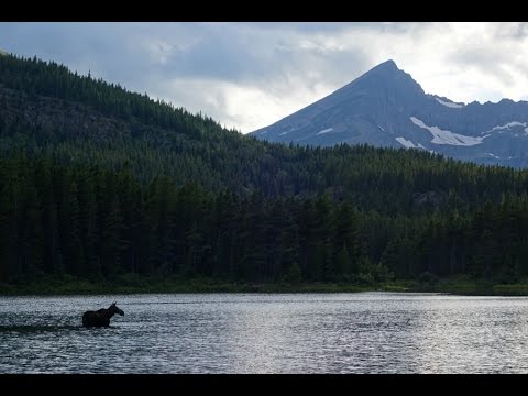 A Moose and Her Calf at Fishercap Lake