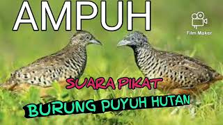 Download lagu AMPUH SUARA PIKAT BURUNG PUYUH HUTAN mp3