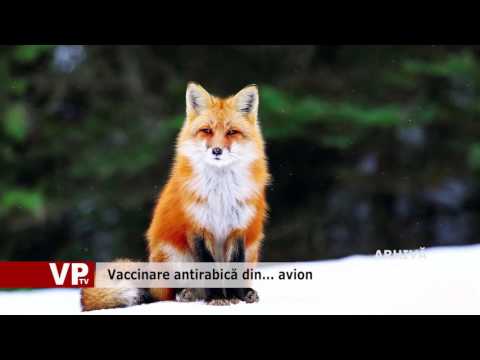 Vaccinare antirabică din… avion