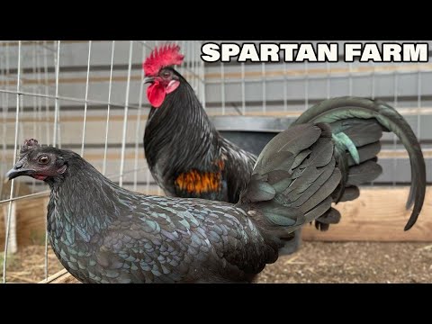 Beautiful Birds Black Brassback Butcher Asil Grey Hatch Spartan Farm California - Farm Visit