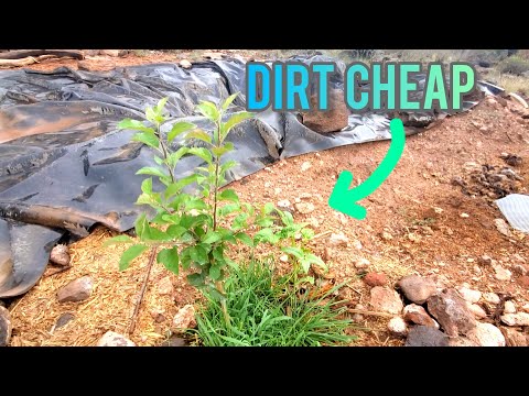 The Most Inexpensive Way To Start A Desert Food Forest