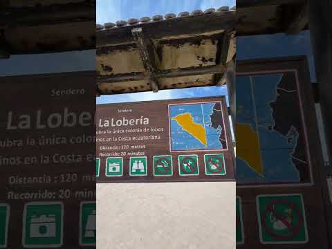 Loberia en Salinas #salinas #playa #beach #santaelena