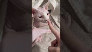 ママが旅行から帰宅した時の猫たちの反応【スフィンクス】