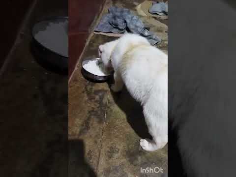 #love #song #viral #short #dog #dogs #cat