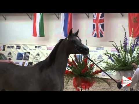 N 34 WAJEEH ATHBAH   Prague Intercup 2015   Yearling Colts Class 4