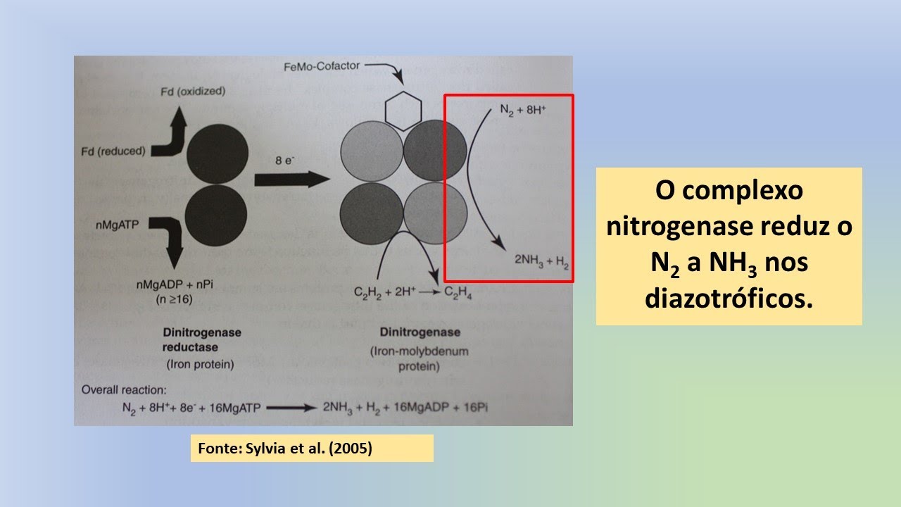 Sistemas de Fixação Biológica do Dinitrogênio Atmosférico II