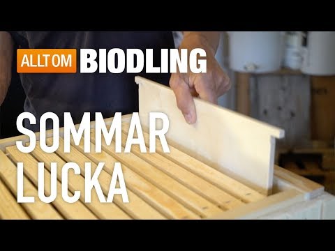 Sommarlucka - Biredskap - Biodling