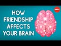 How friendship affects your brain - Shannon Odell