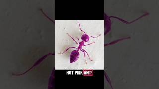 Grounded 2 | Ants