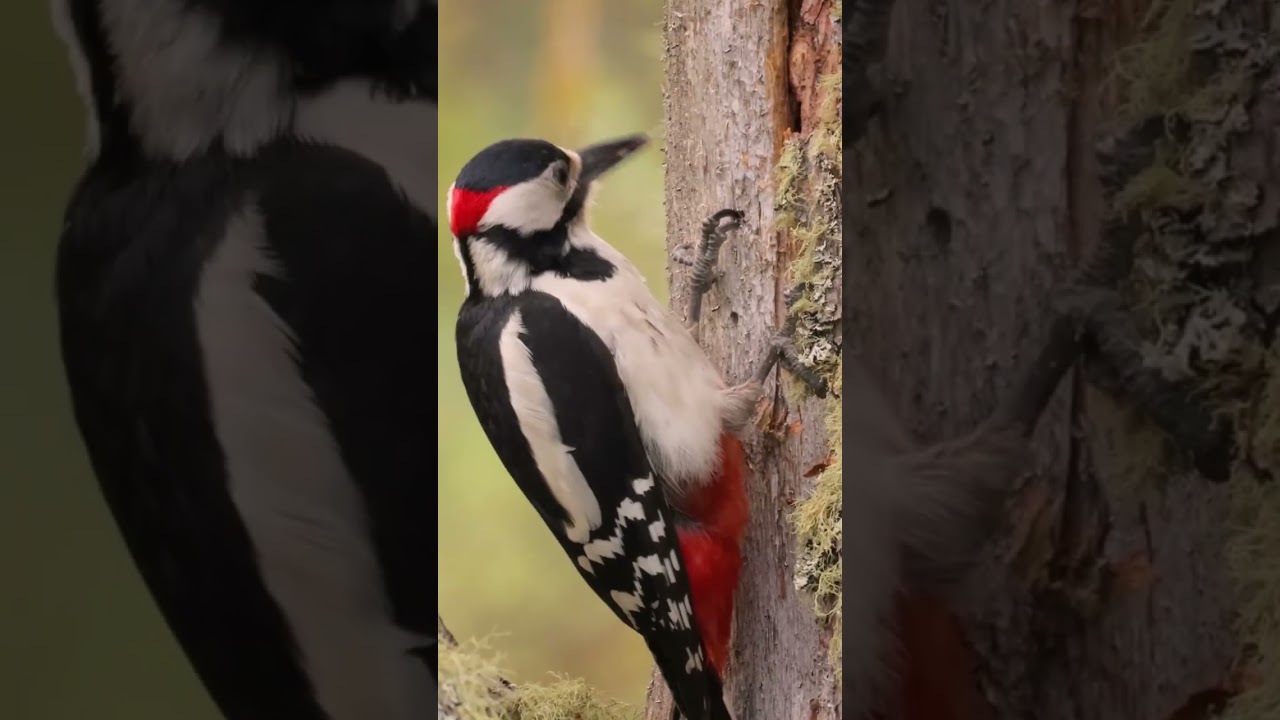 Great Spotted Woodpecker Pecking Wood