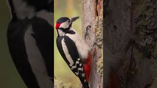 Download lagu Pelatuk Tutul Besar Mematuk Kayu mp3 Download lagu Pelatuk Tutul Besar Mematuk Kayu mp3