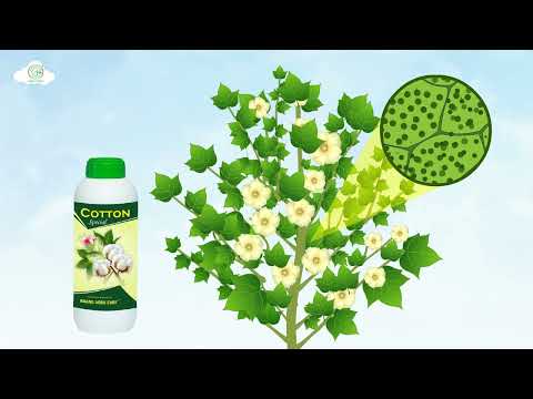 "Dr. Bacto's Cotton Special Products - Probiotics, Growth Promoters, Nutrients & Stress Reducers"