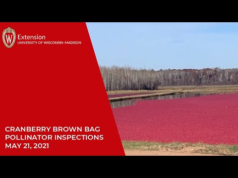 Cranberry Brown Bag Pollinator Inspections 20210521
