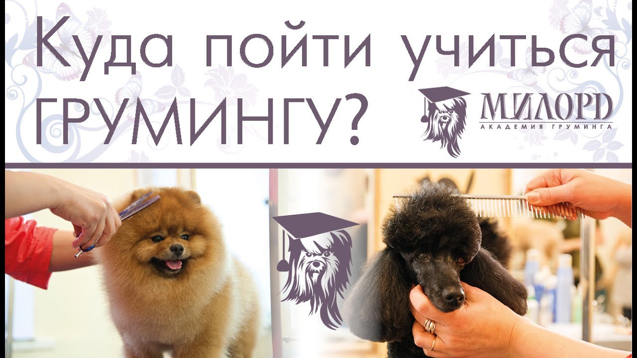Курсы груминга. Обучение грумингу. Обучение стрижке собак