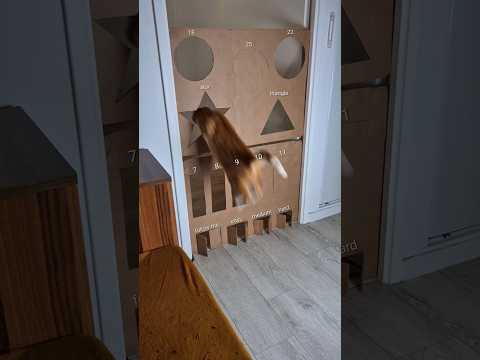 The star ⭐️ #chat #cat #challenge