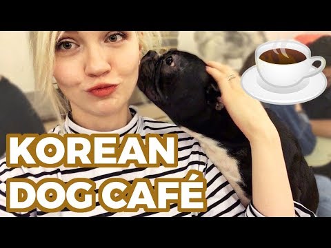 🐶 Cutest Dog Café in Seoul
