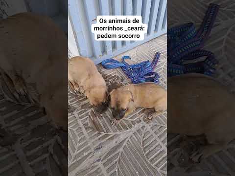 juntos somos mais fortes. chave pix para ajudar os animais.47.803.592/0001_43