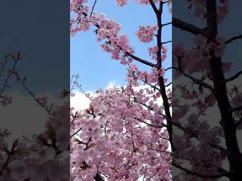 【河津桜】サクラサク🌸2024【OKAGAKU*OKATAN】 #Shorts
