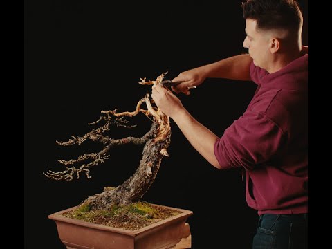 TRAILER VERSION : Transforming a Larix Bonsai from a dull to a dramatic design | The Bonsai Academy