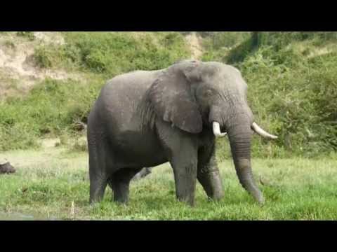 UGANDA & RWANDA - "Gorilas en la Niebla" con Ratpanat