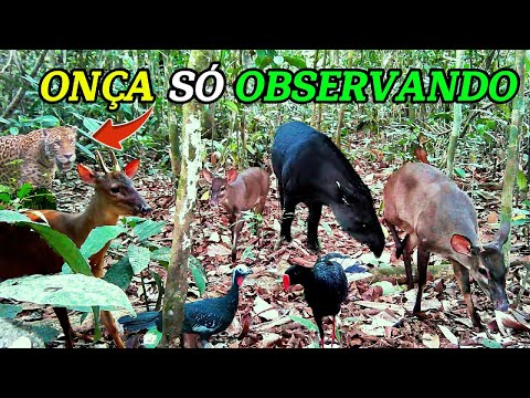 A onça pintada esta na área: Câmeras flagram diversas espécies de animais e aves silvestres #animals