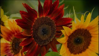 Easy way to plant Sunflower Seeds from my harvest last year#springplanting #sunflower