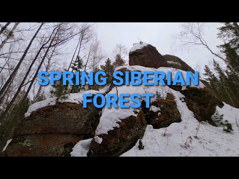 Relaxing forest hike through the trees | Spring Siberian forest (4k UHD)