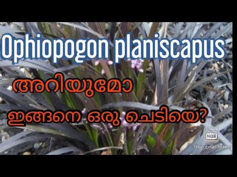 , title : 'Ophiopogon planiscapus/Black mondo grass plant care and propagation.'