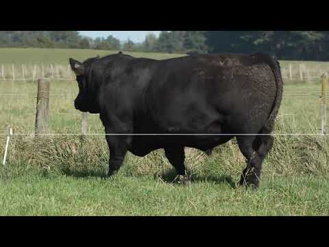 Lot 1 DANDALEITH WINNIE 066