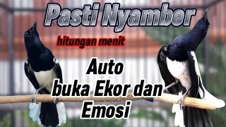 Download lagu PANCINGAN KACER KONSLET BONGKAR MATERI NEMBAK KASAR AMPUH BIKIN KACER LAIN EMOSI NAIK DAN IKUT GACOR mp3