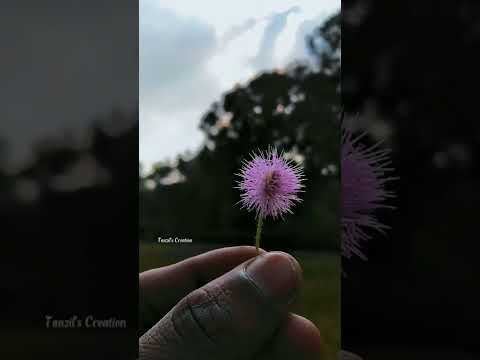 Dear Flower 🌸 #shorts | Tanzil's Creation