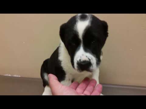 Среднеазиатские овчарки Алабай США. Soul Of Asia Lamis at 8 weeks old