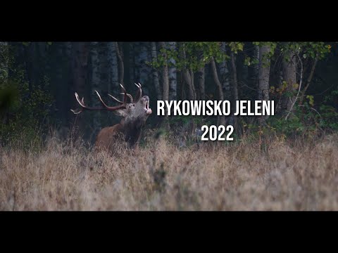 RYKOWISKO JELENI 2022 (4K) DEER RUT