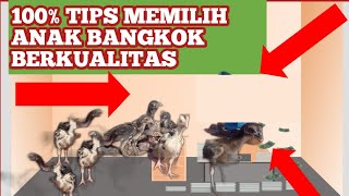 Download lagu Tips memilih anak ayam bangkok berkualitas mp3 Download lagu Tips memilih anak ayam bangkok berkualitas mp3