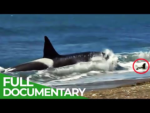 On the Wild Coasts of Patagonia