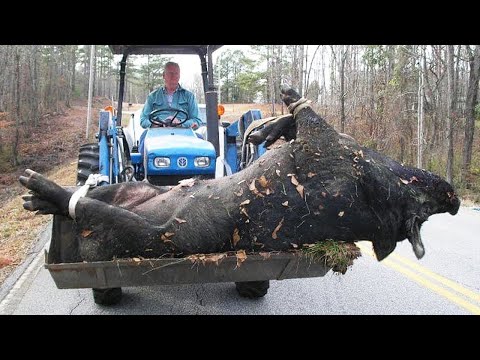 What Happens to Domestic Pigs in the Wild Shocks the World