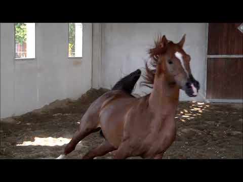 Arabian Stallion  "Yuri Castolda"