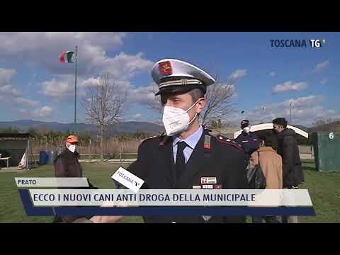 2022-02-07 PRATO - ECCO I NUOVI CANI ANTI DROGA DELLA MUNICIPALE