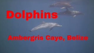 preview picture of video 'Scuba Diving with Dolphins in Ambergris Caye, San Pedro, Belize'