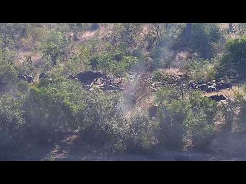 Djuma: Sights and sounds including Buffalos resting in drainage line area-Pt:2 - 08:11 - 06/06/20