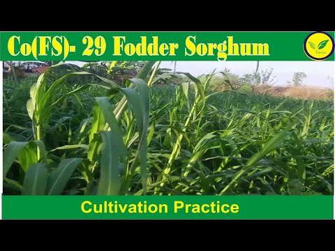 CoFS29 Fodder Sorghum/Jowar Seeds (Multicut/Perennial)
