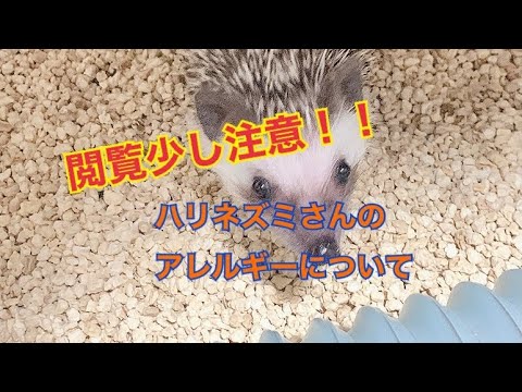 ベージュの毛並みをしたハリネズミ