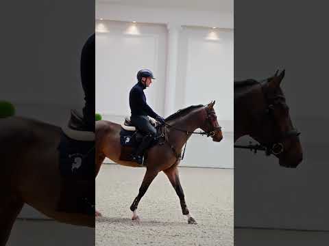 Video Preview of Brillant du Reventon